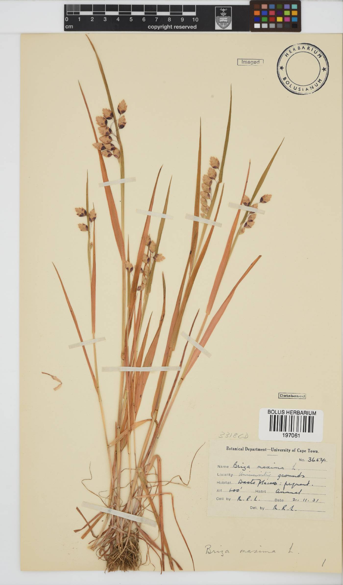 Briza maxima image