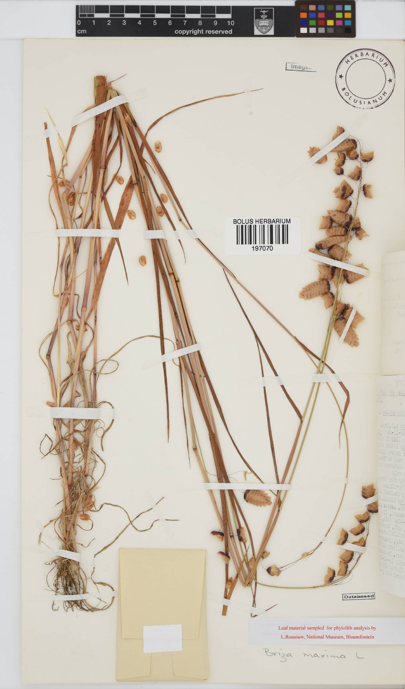 Briza maxima image
