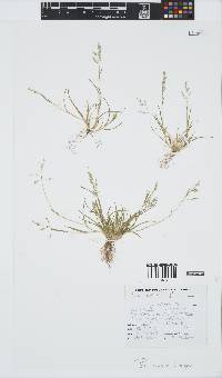 Poa annua image