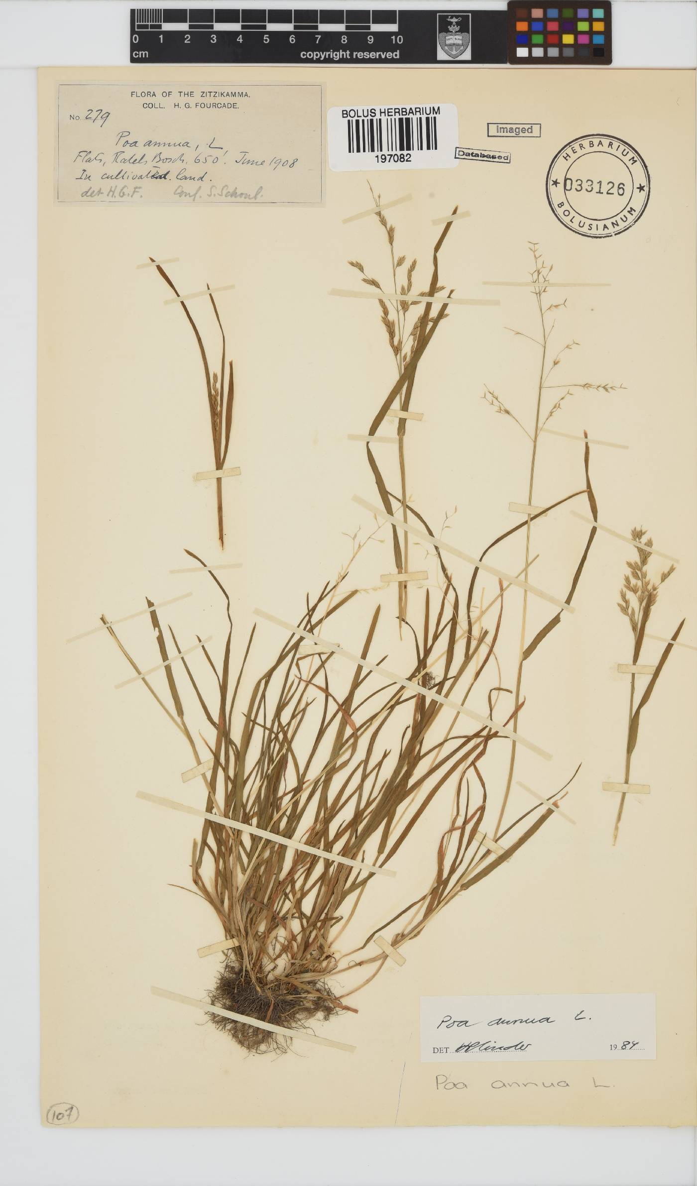 Poa annua image