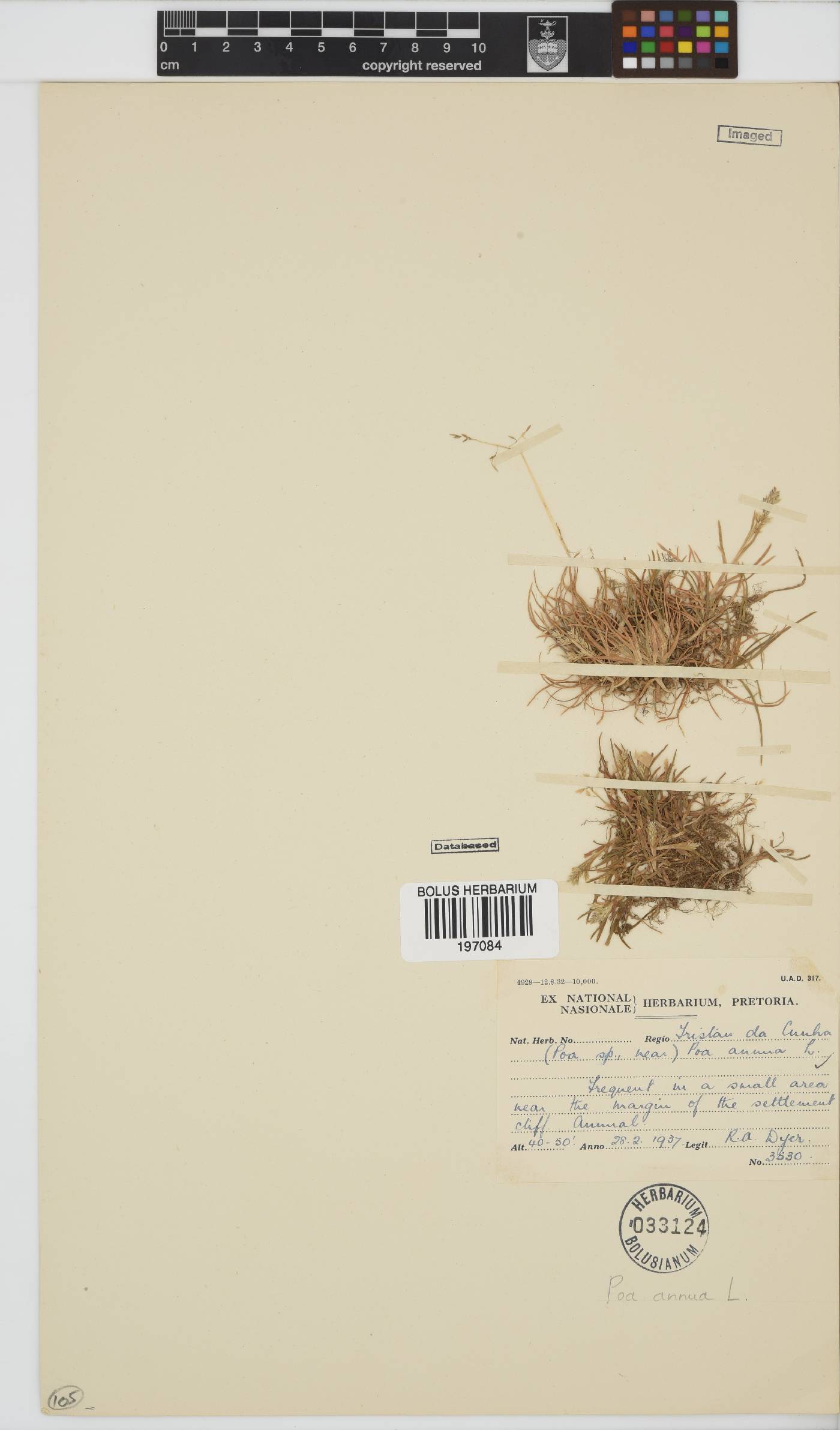 Poa annua image