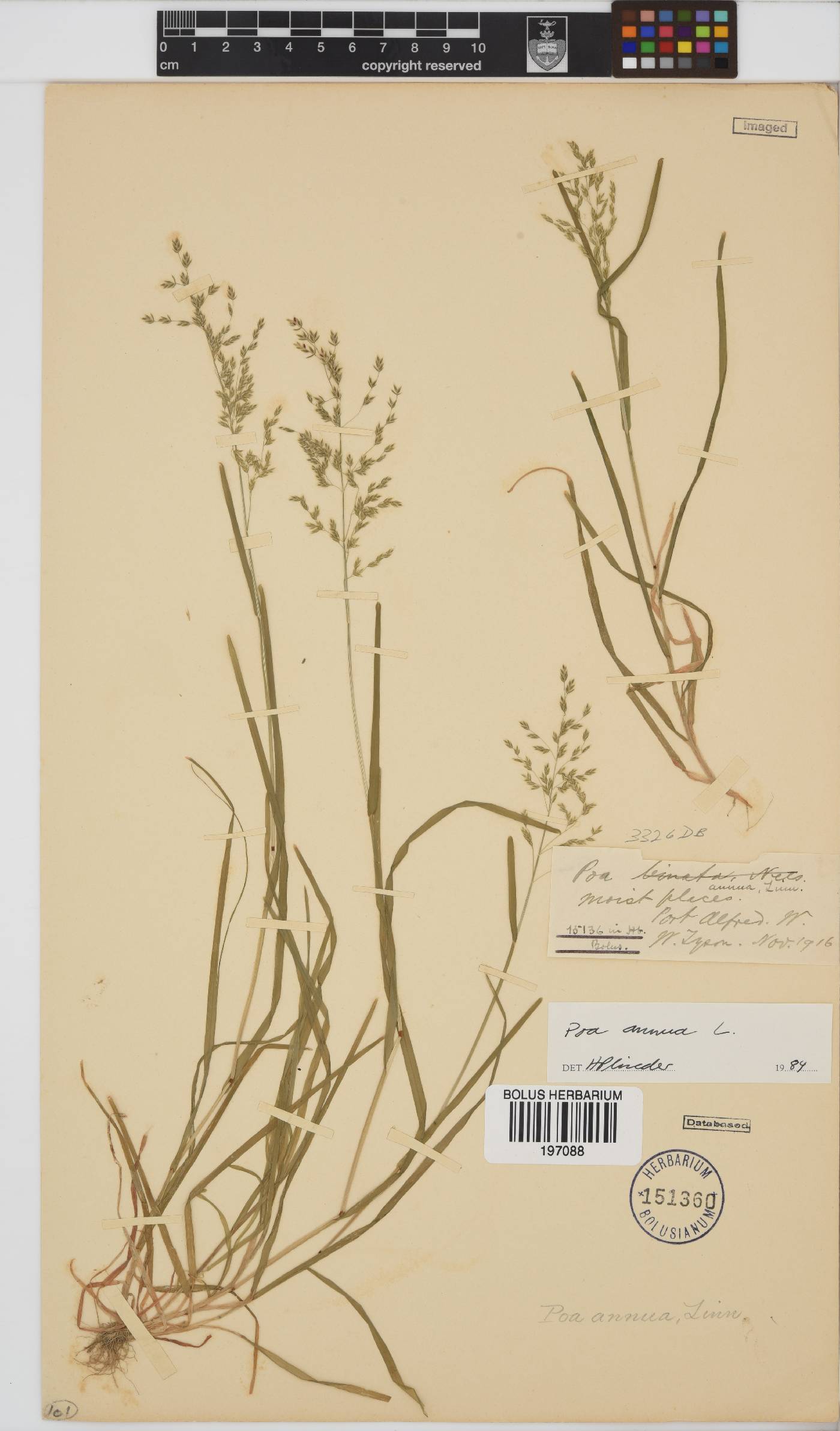 Poa annua image