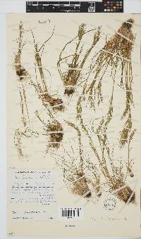 Poa bulbosa image