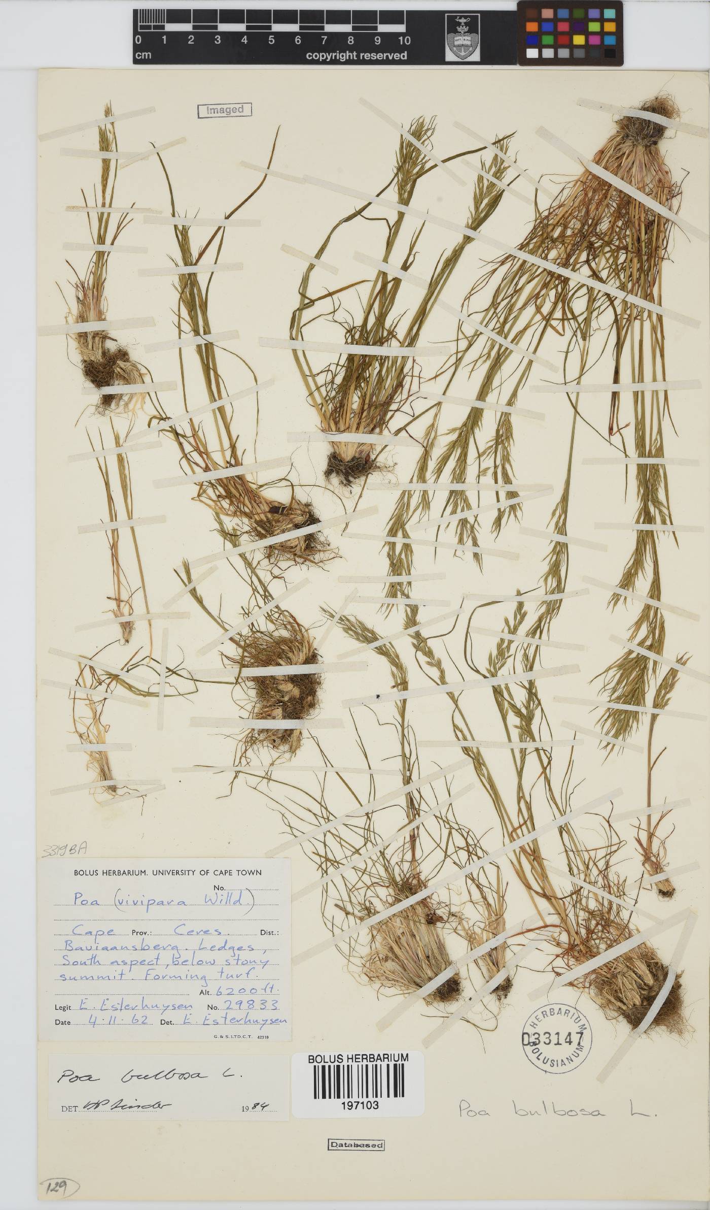 Poa bulbosa image