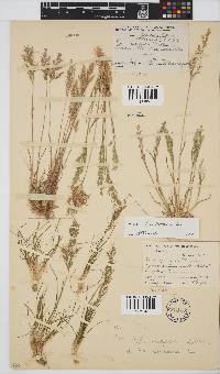 Poa bulbosa image