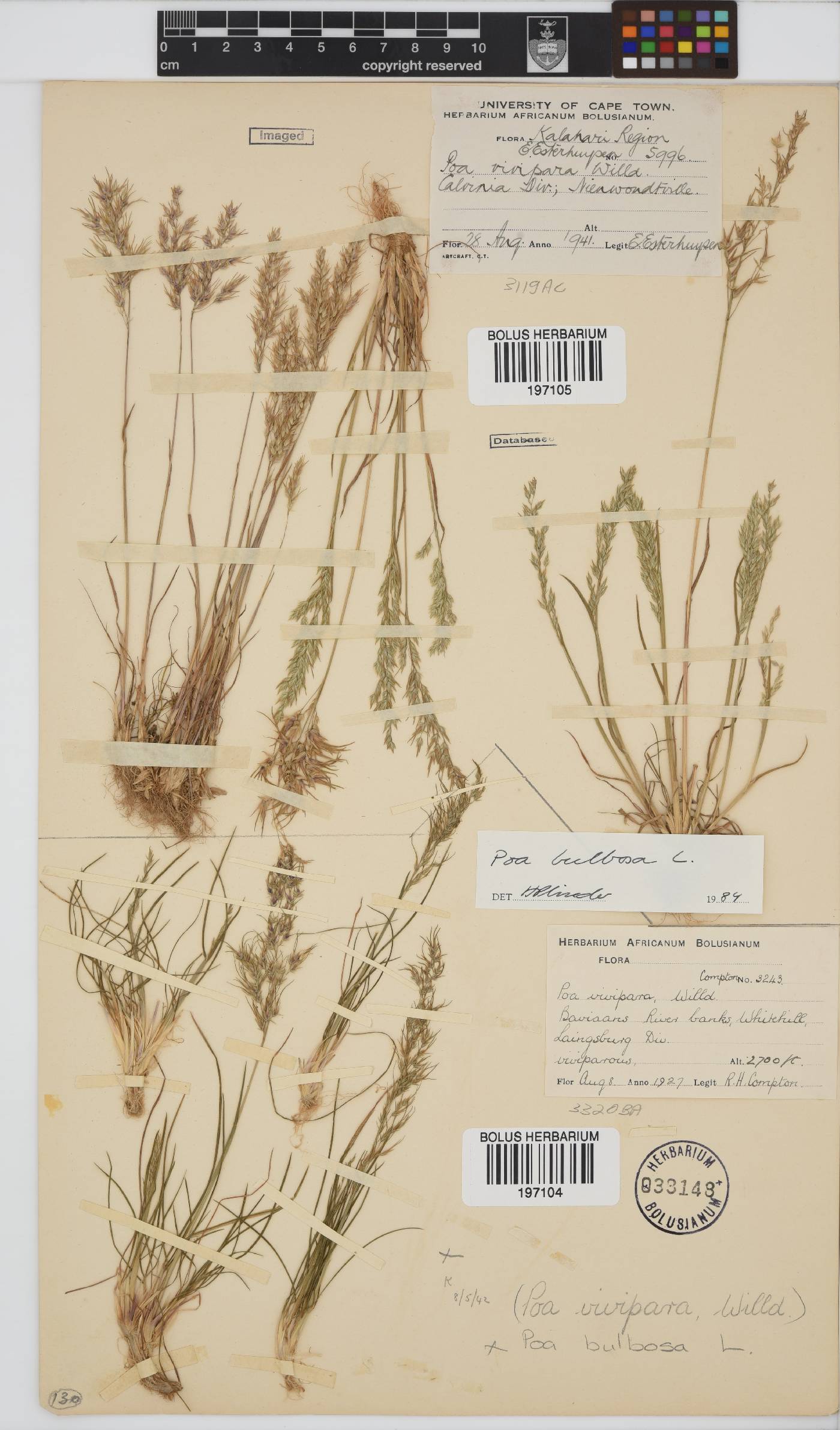 Poa image