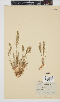 Poa bulbosa image