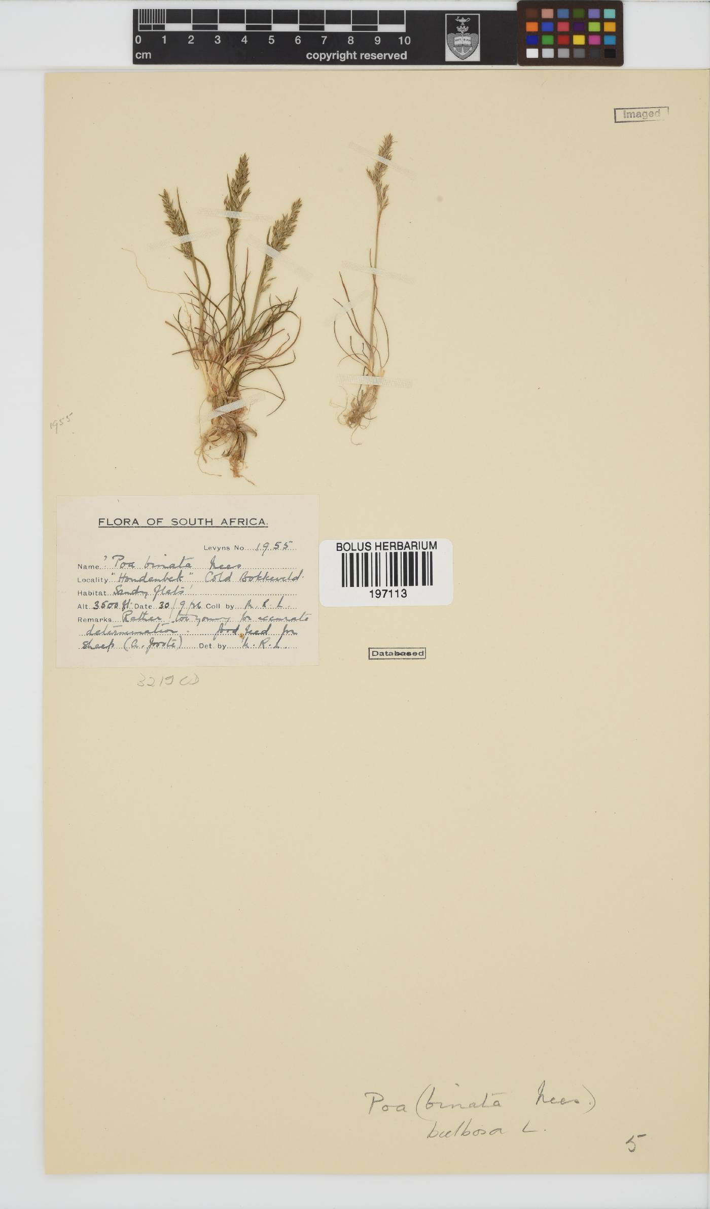 Poa bulbosa image