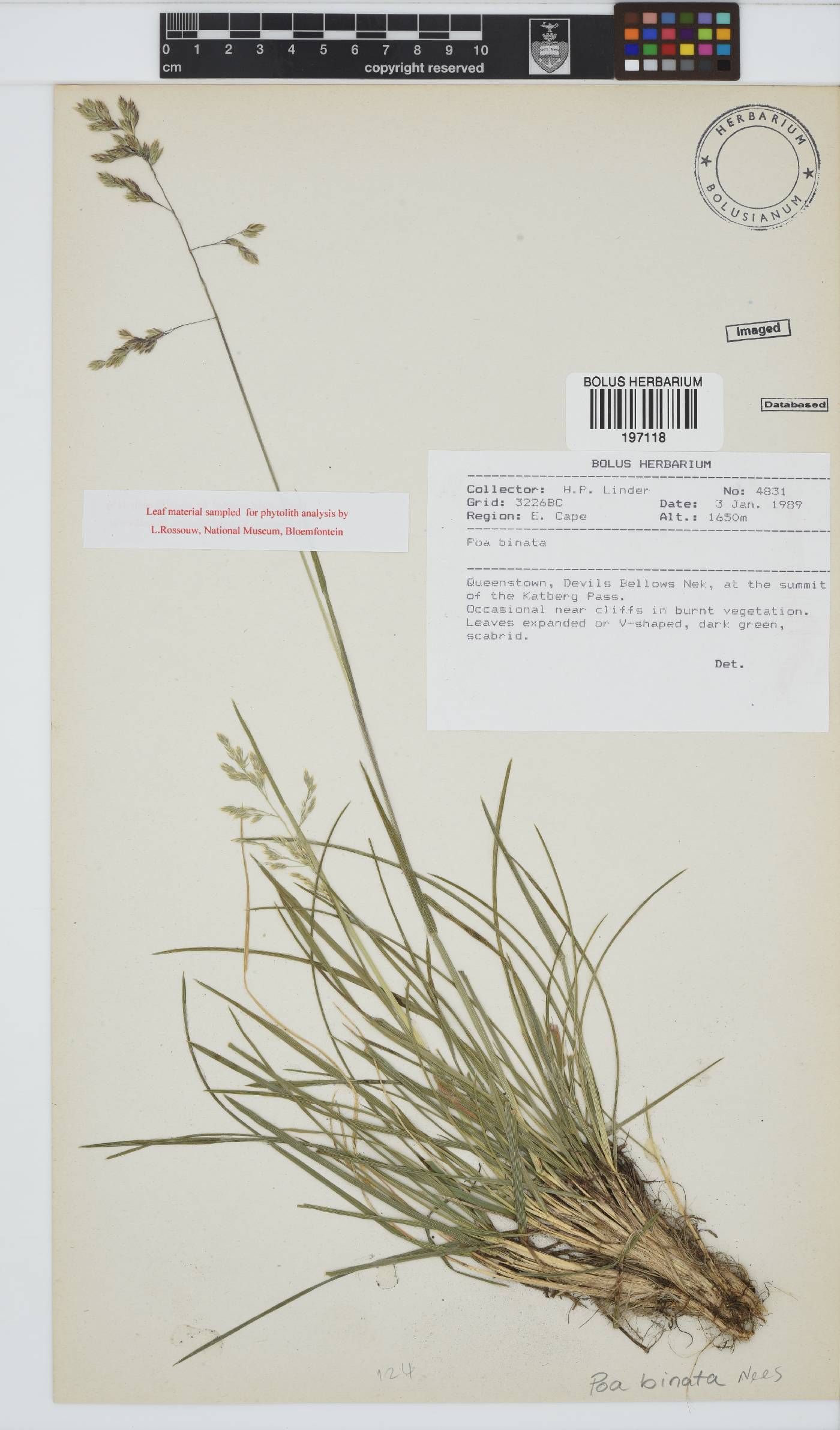 Poa image