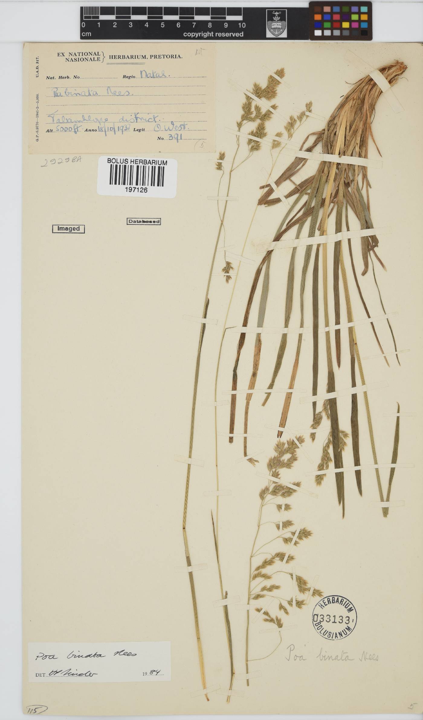 Poa binata image