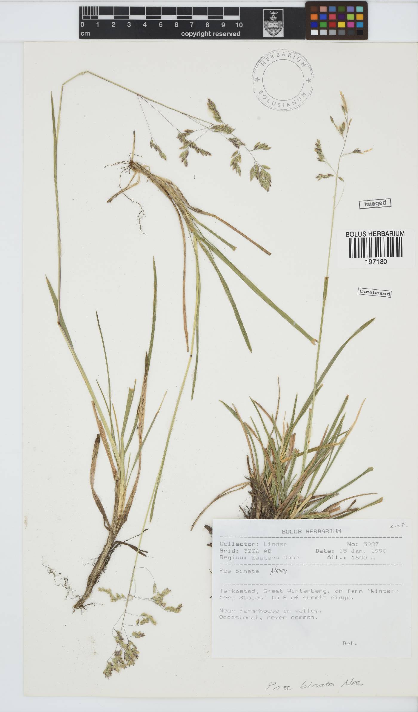 Poa binata image