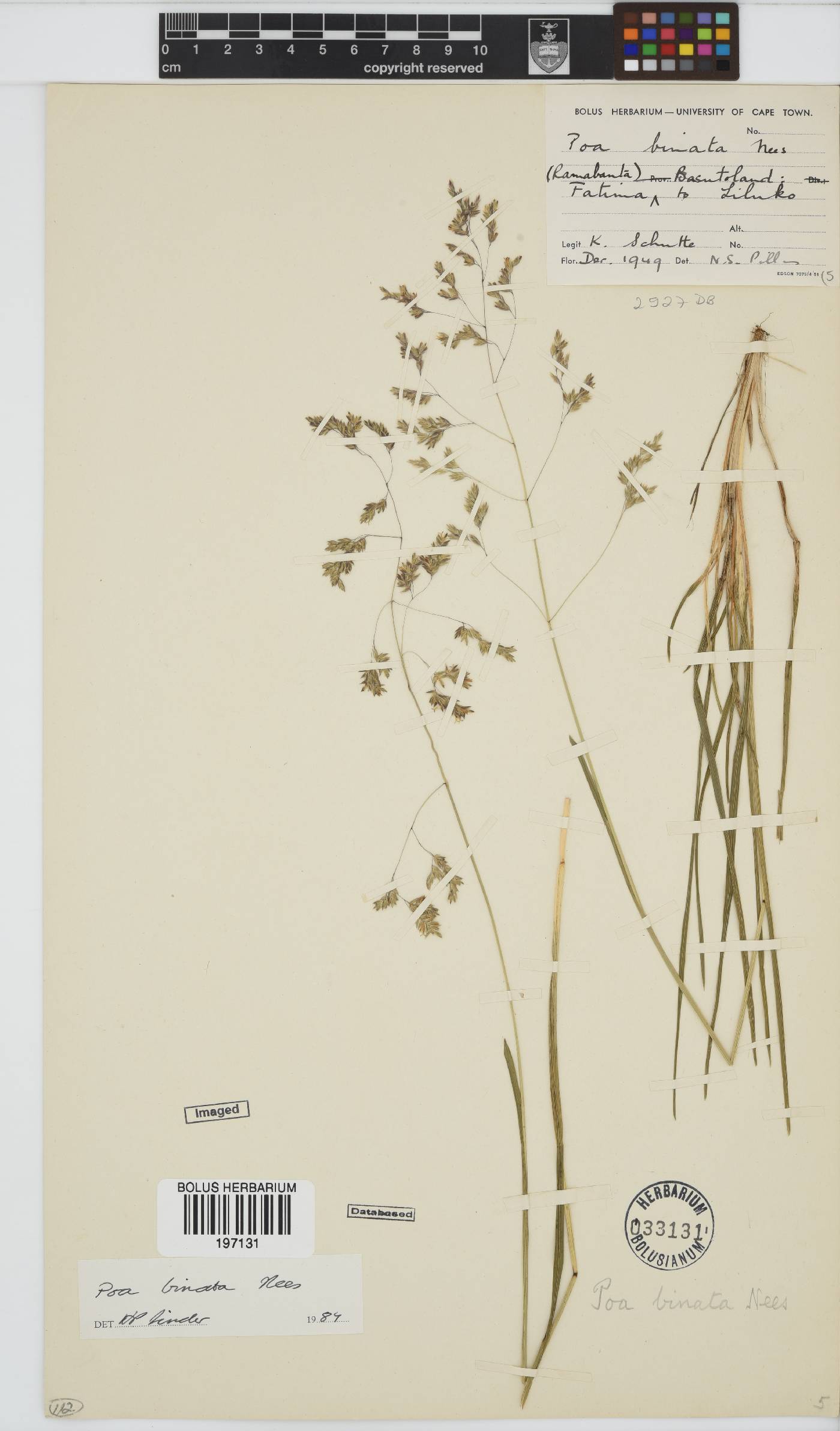 Poa binata image