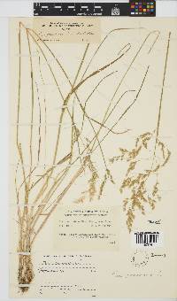 Poa pratensis image