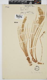 Poa bulbosa image