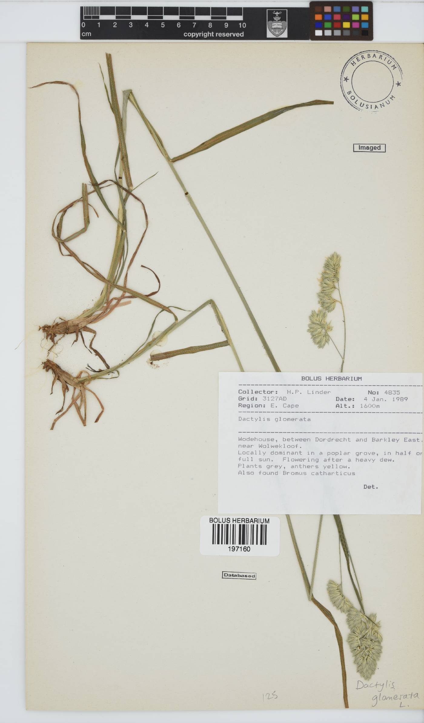 Dactylis glomerata image