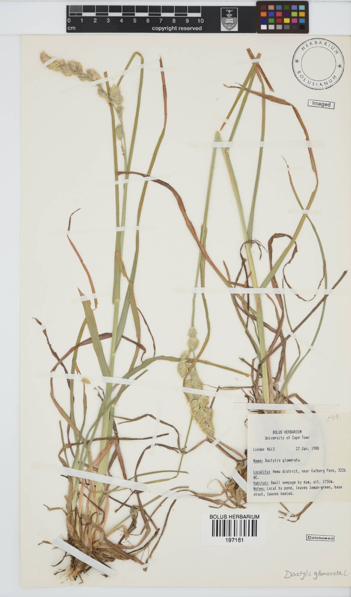 Dactylis glomerata image