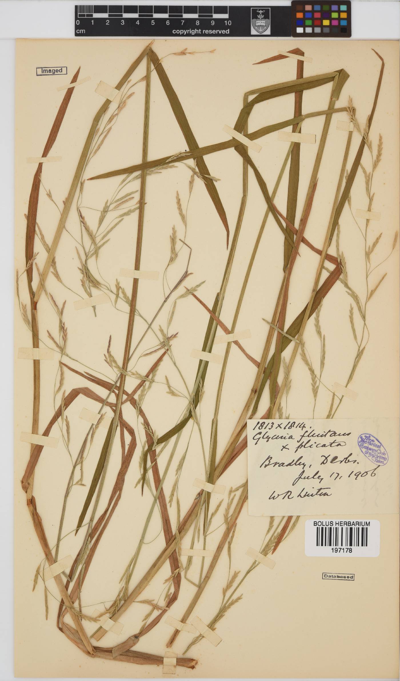 Glyceria image