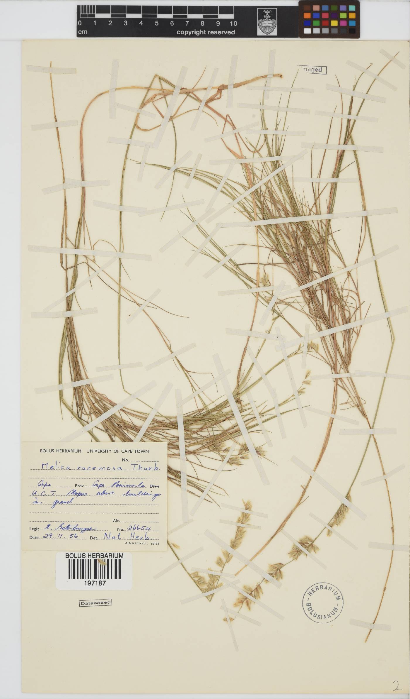 Melica racemosa image