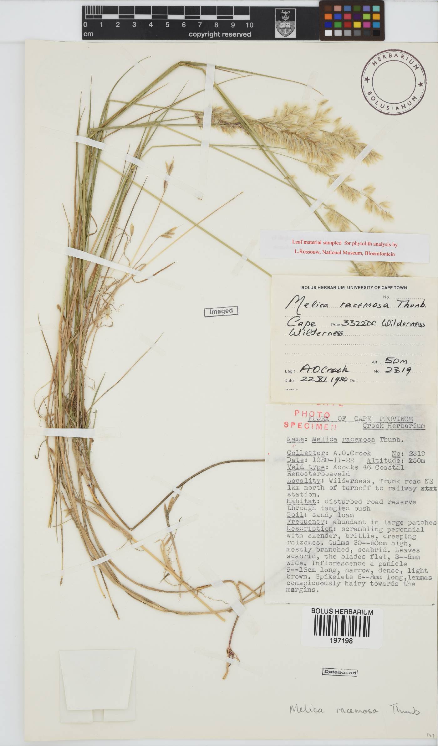 Melica racemosa image