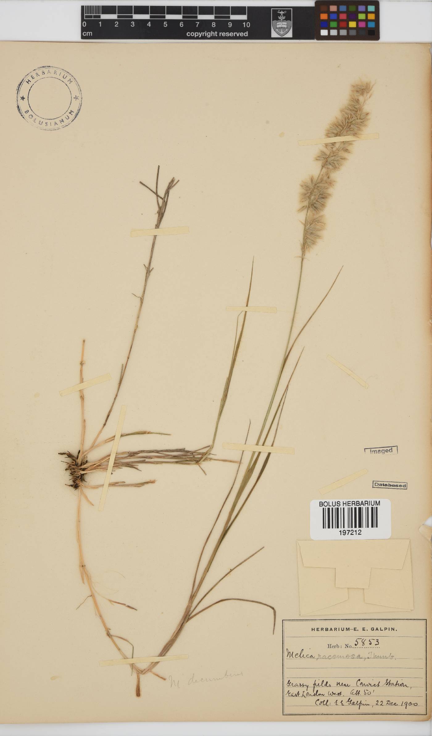 Melica racemosa image