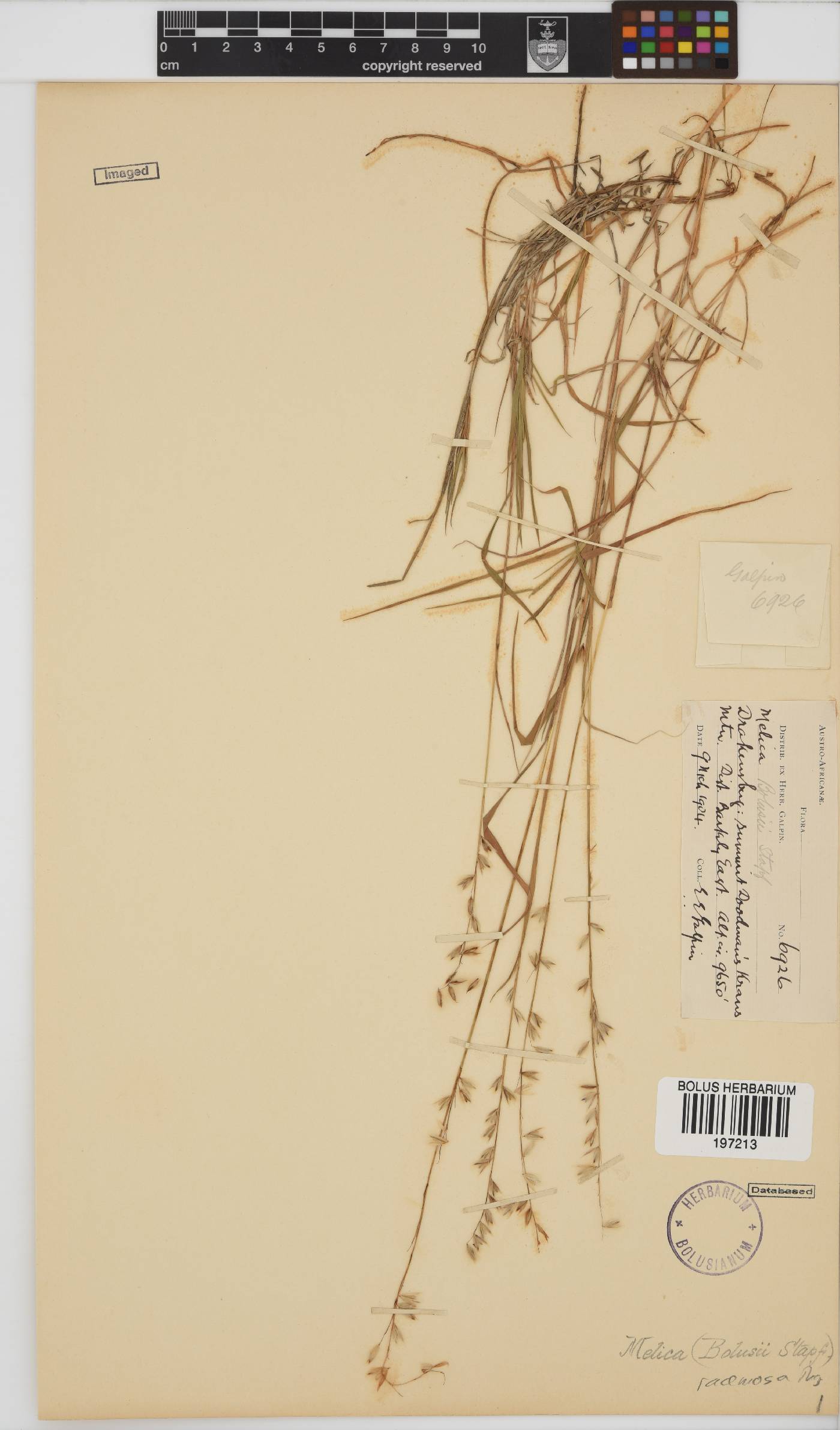 Melica racemosa image
