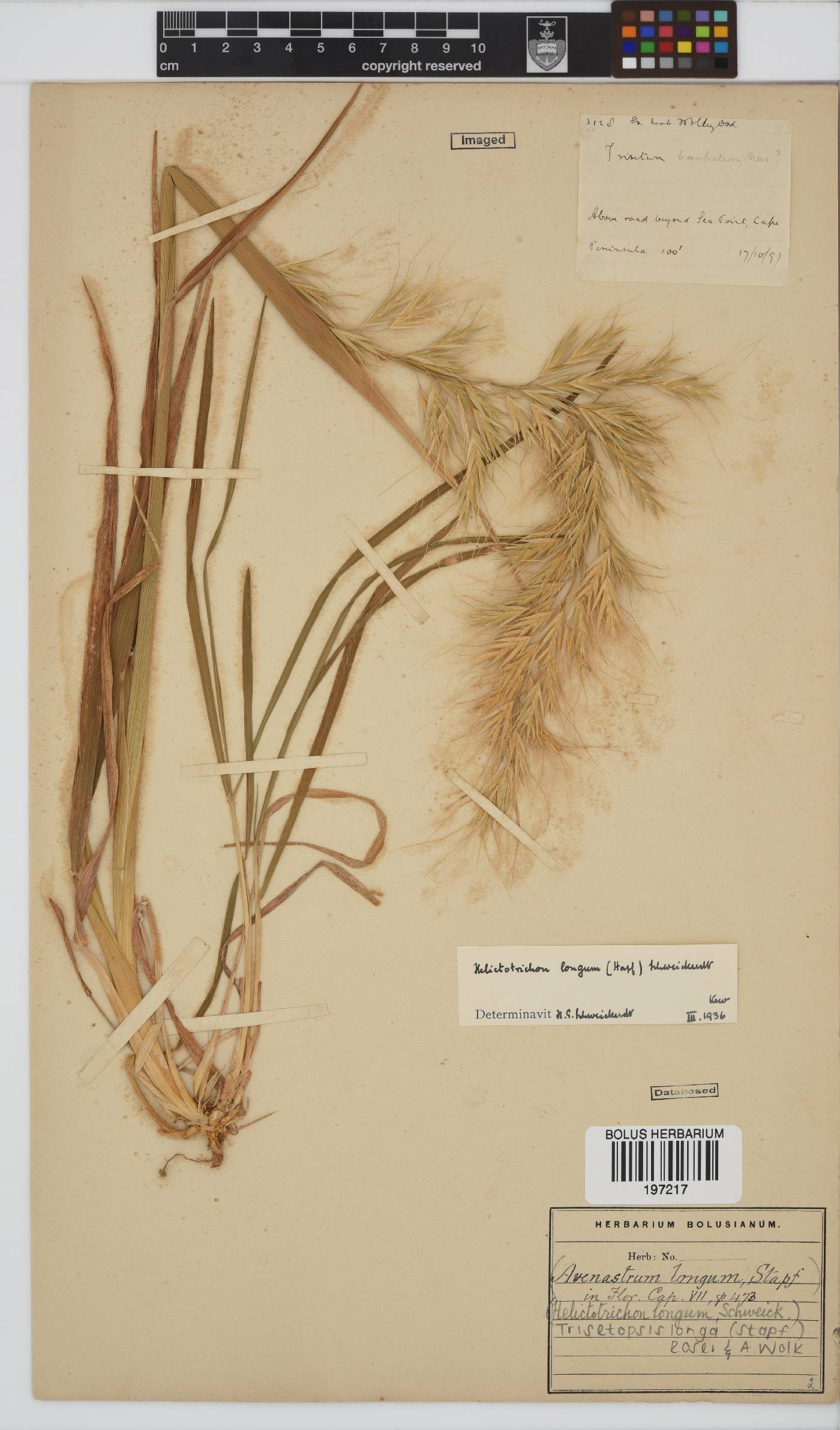 Trisetopsis longa image