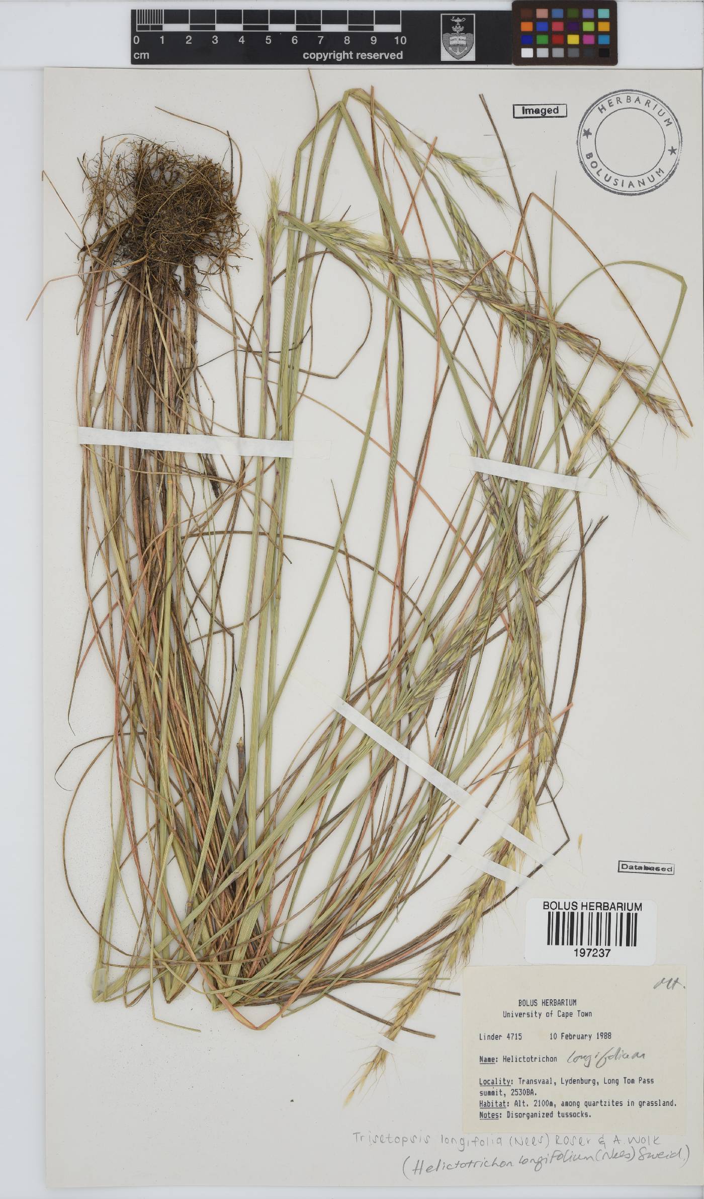 Trisetopsis longifolia image