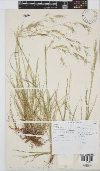 Trisetopsis longifolia image