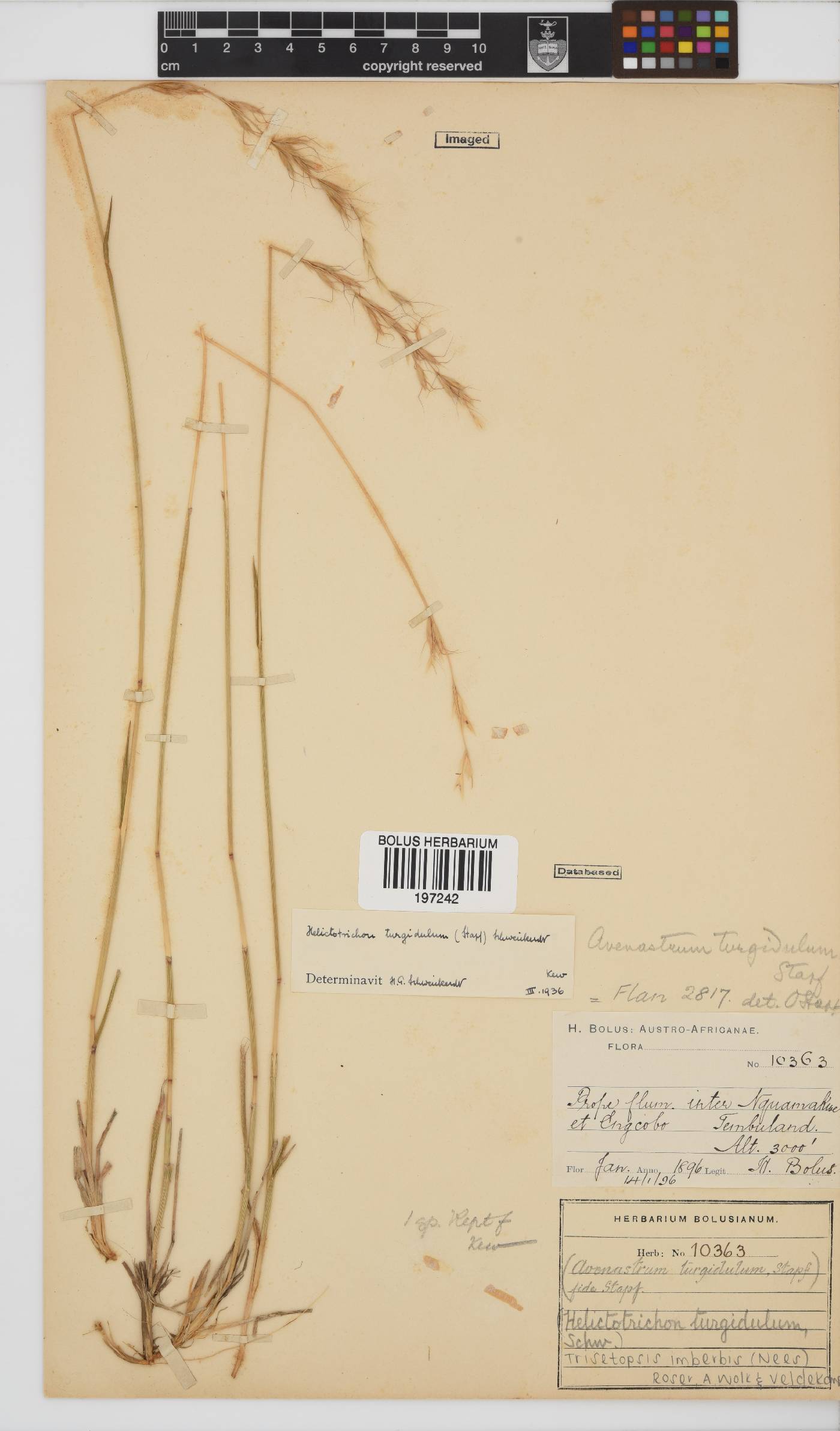 Trisetopsis imberbis image