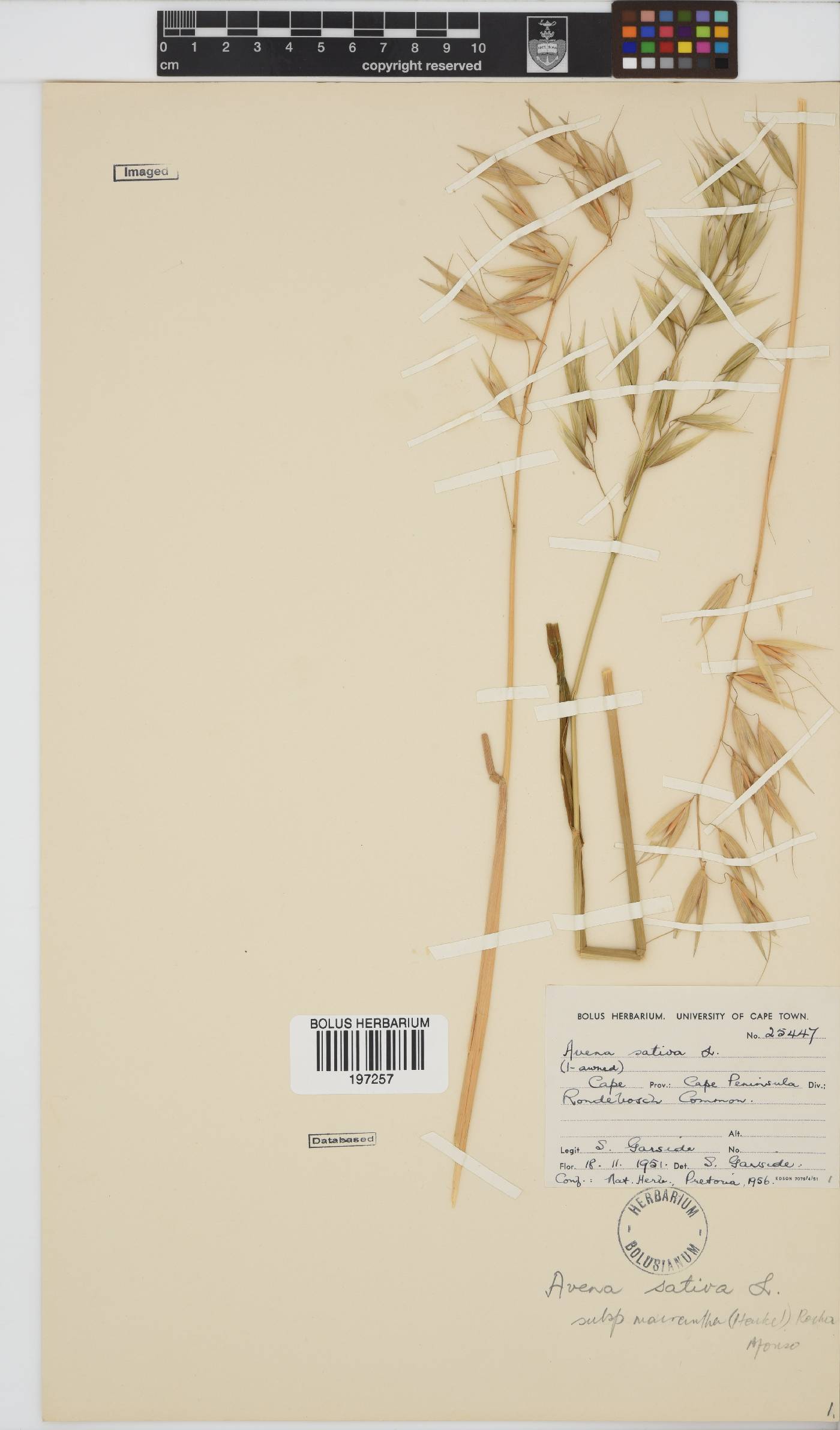 Avena sativa image