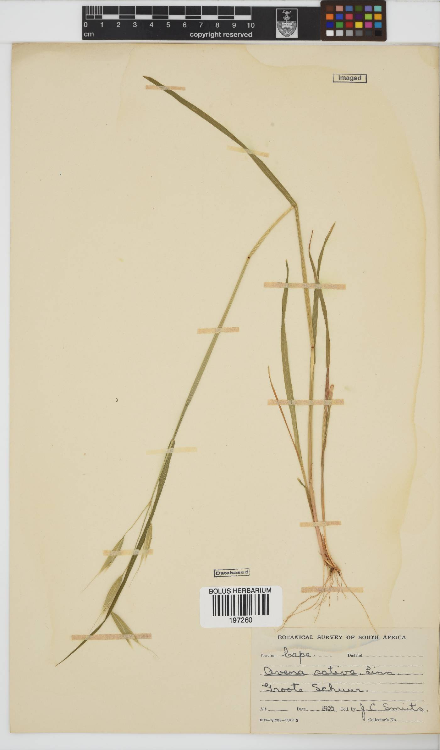 Avena sativa image