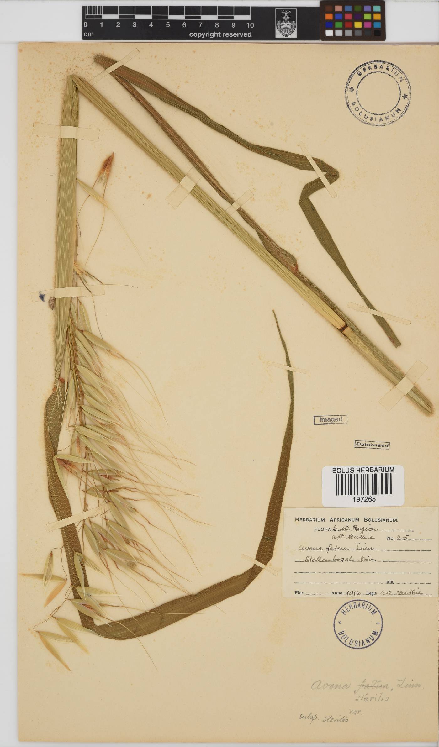 Avena image