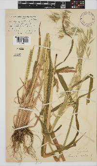 Avena sterilis image