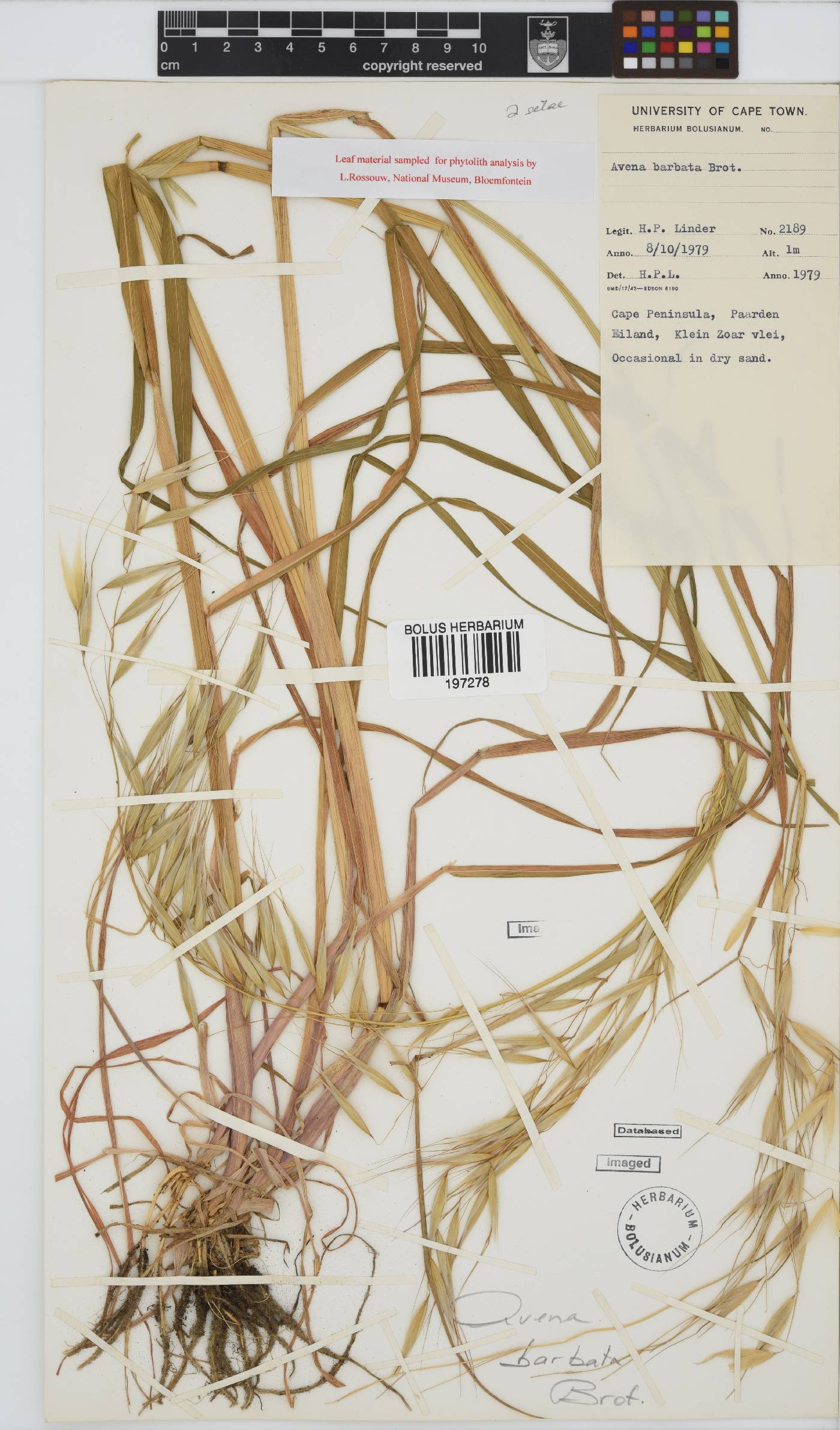 Avena barbata image