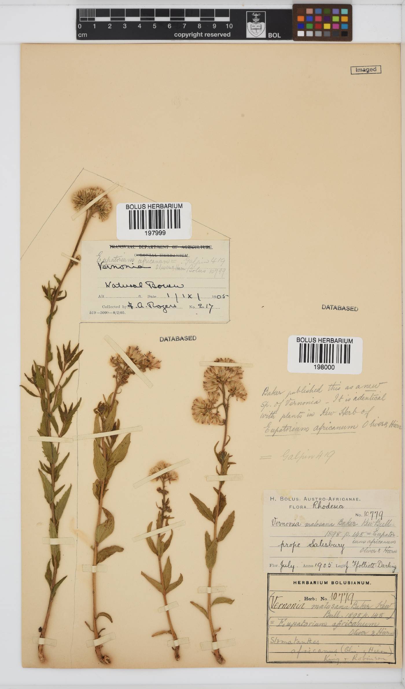 Stomatanthes africanus image