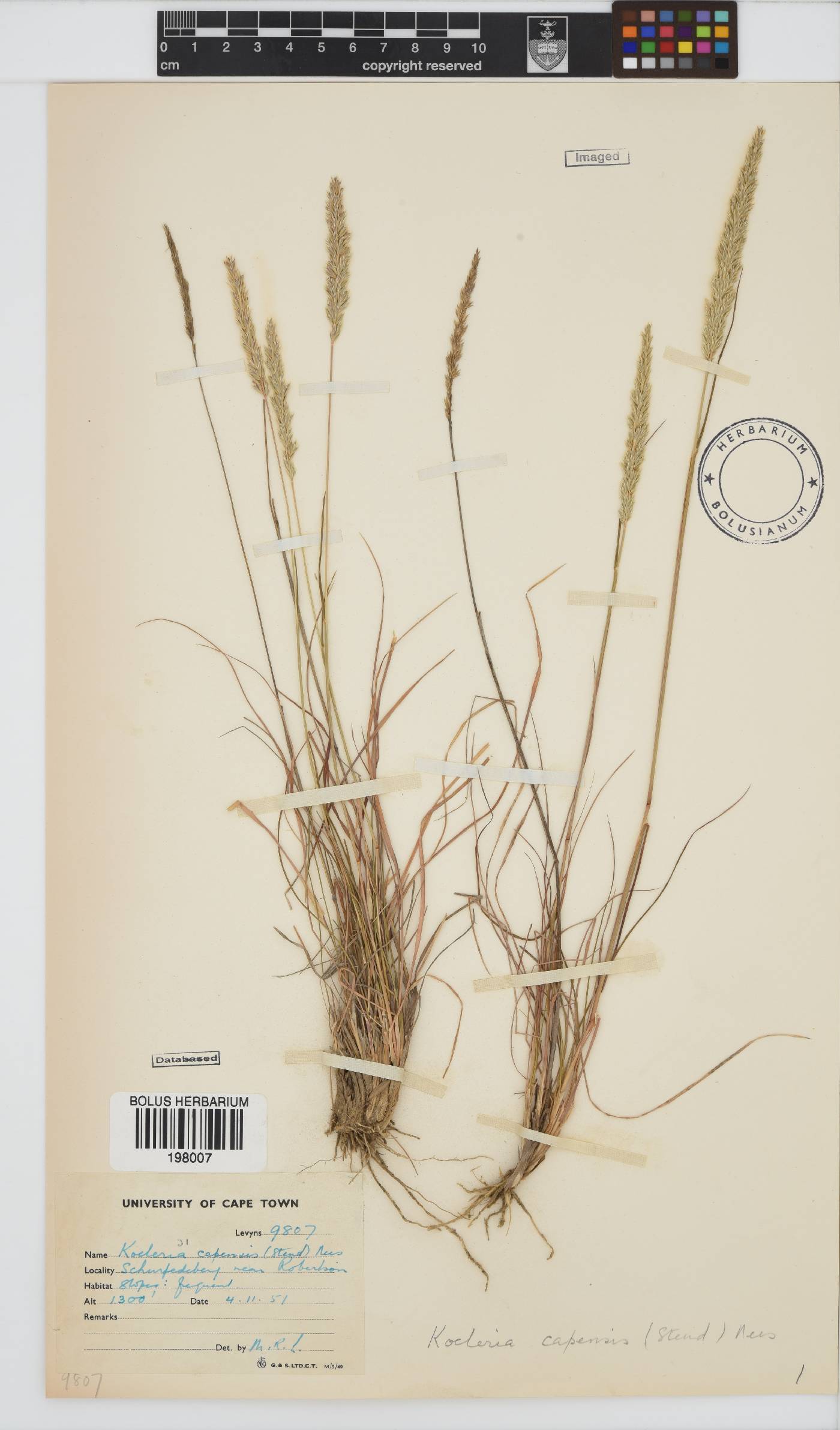 Koeleria capensis image