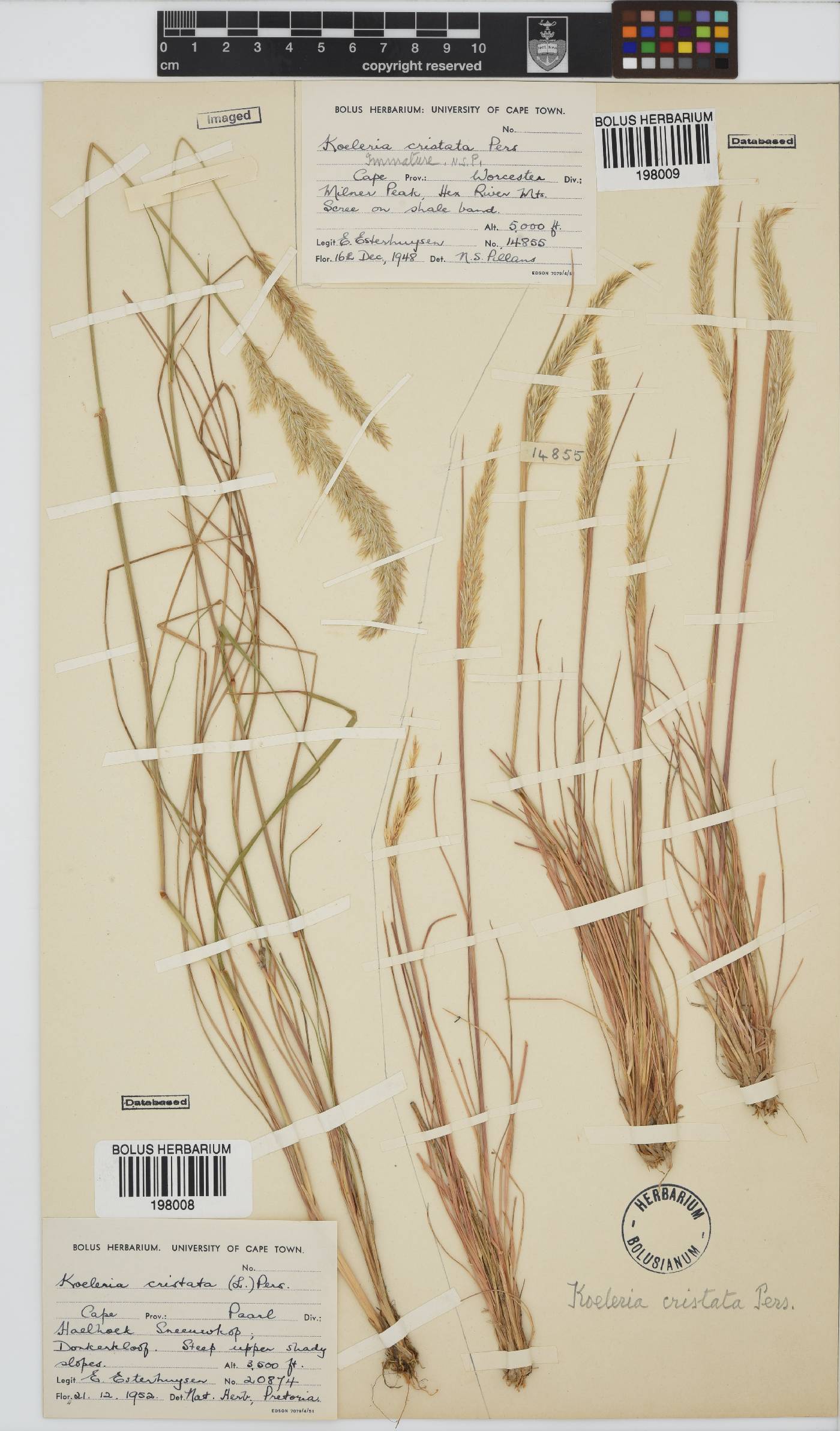 Koeleria capensis image