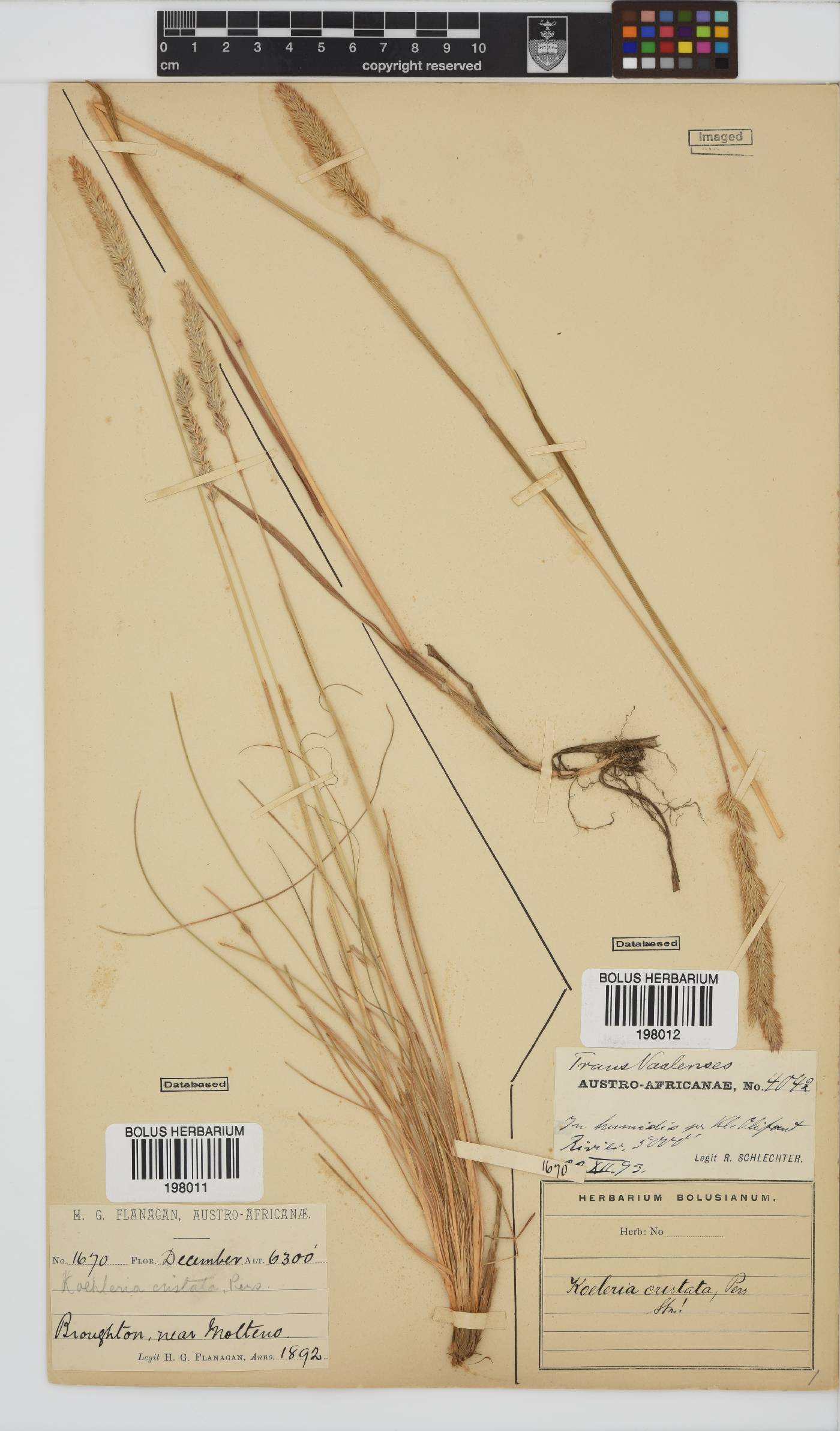 Koeleria capensis image
