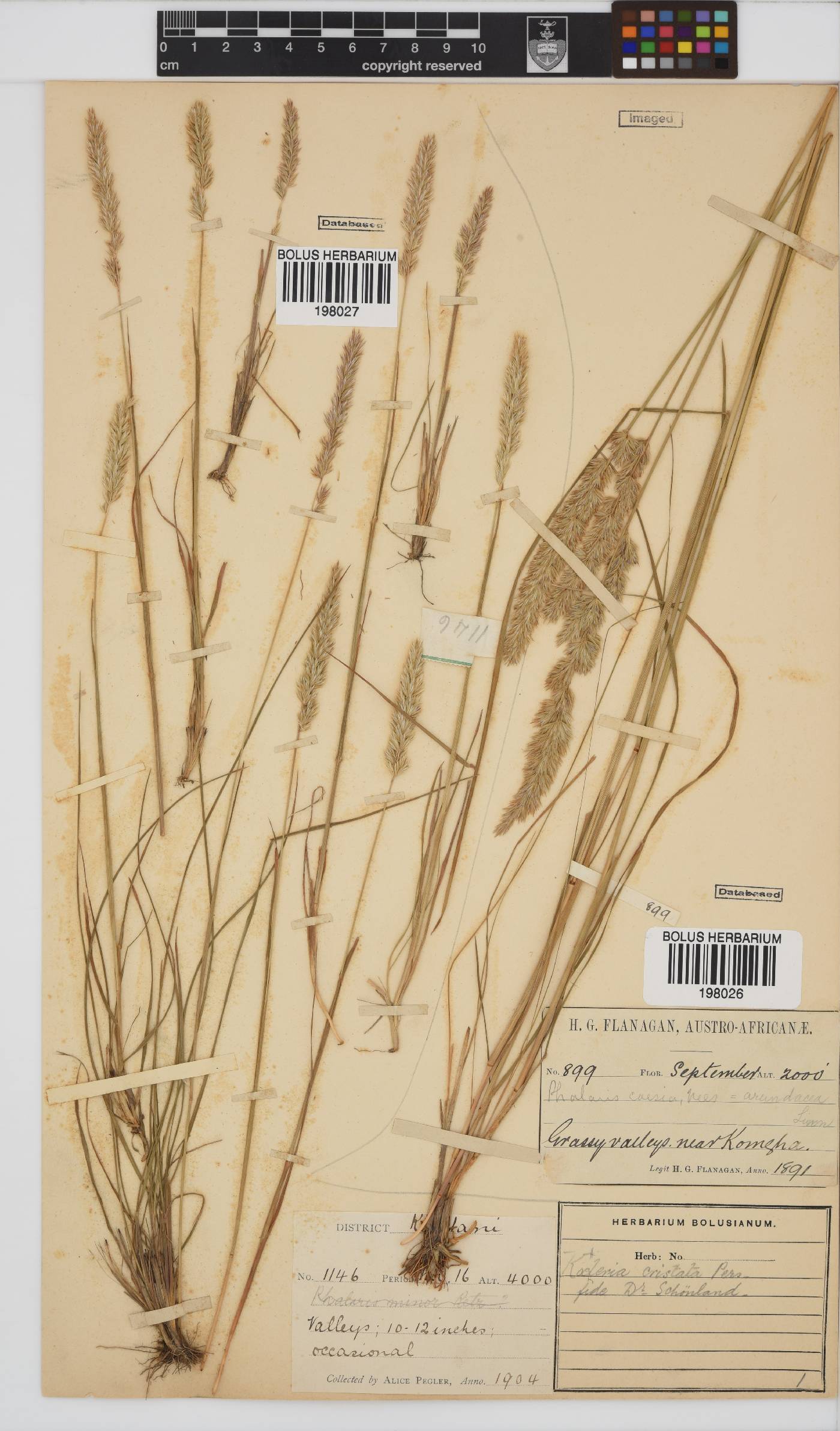 Koeleria capensis image