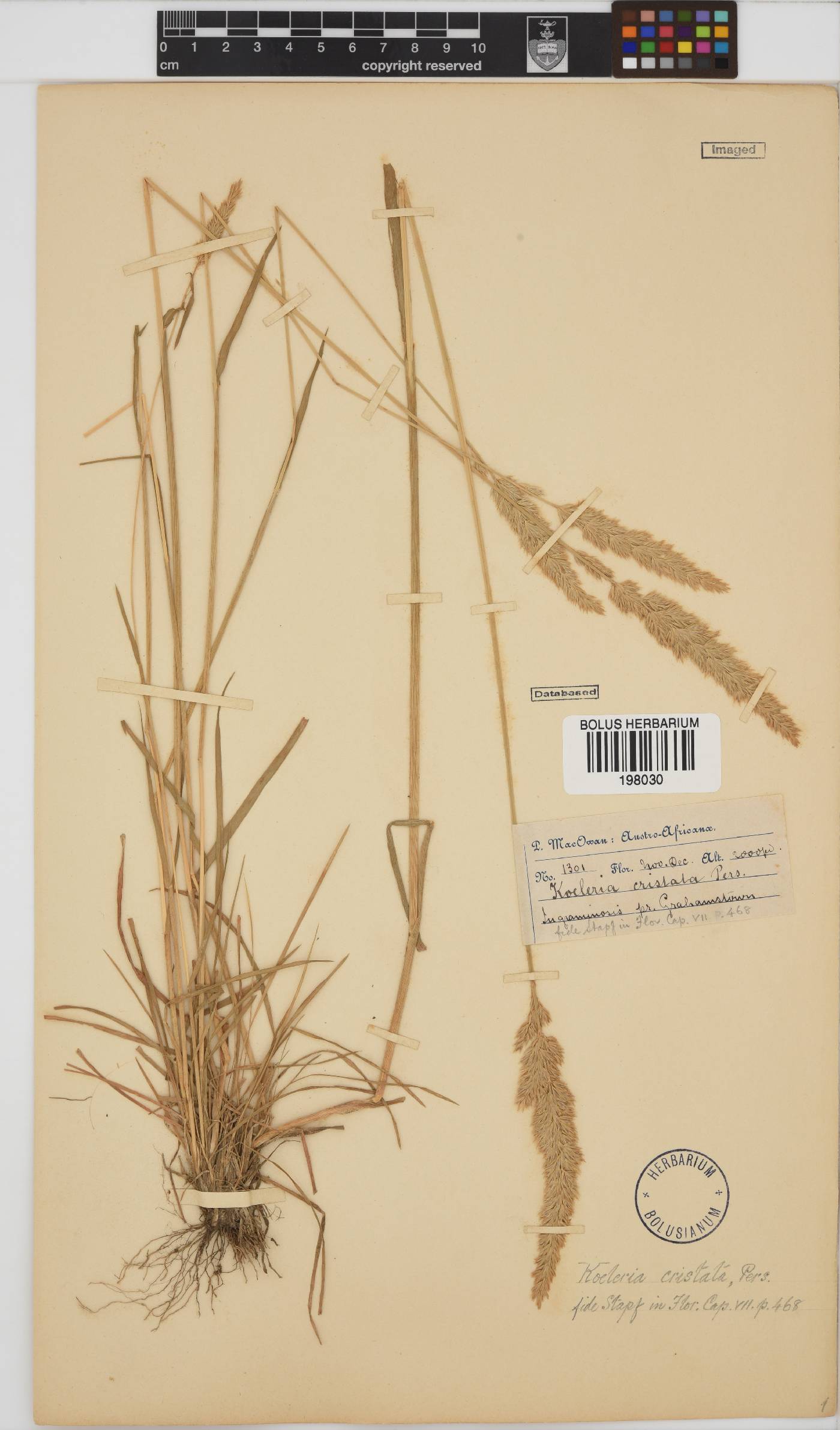Koeleria capensis image