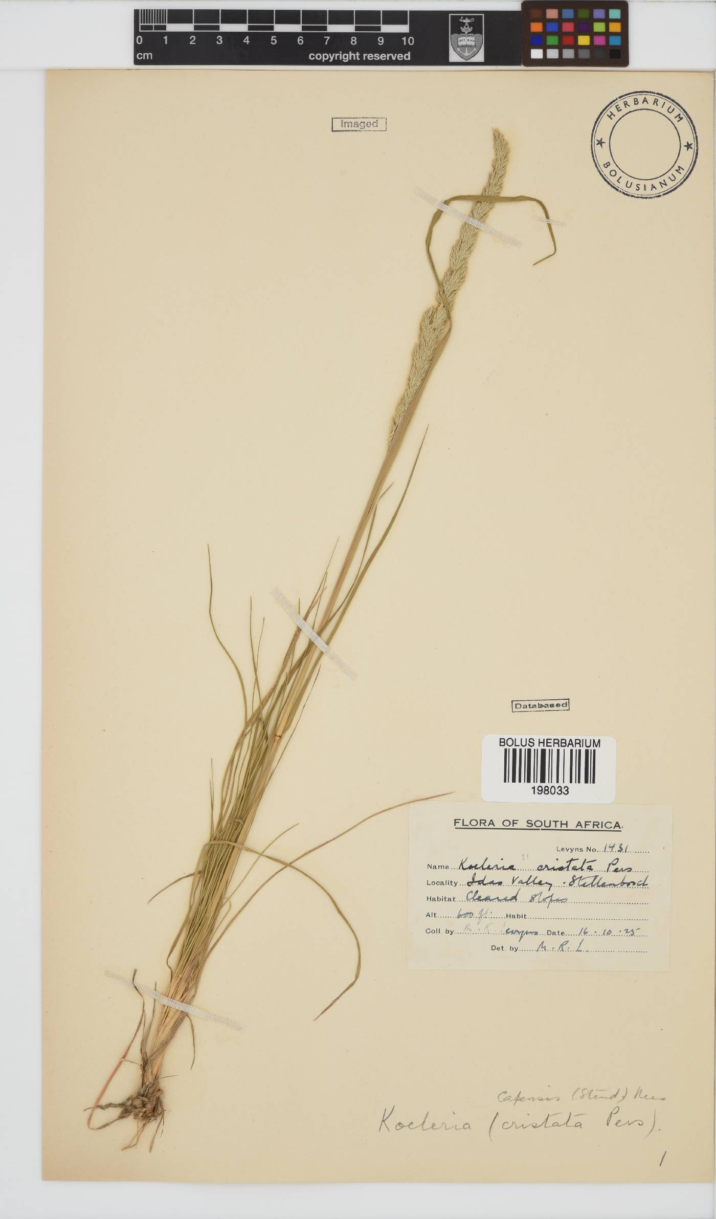 Koeleria capensis image