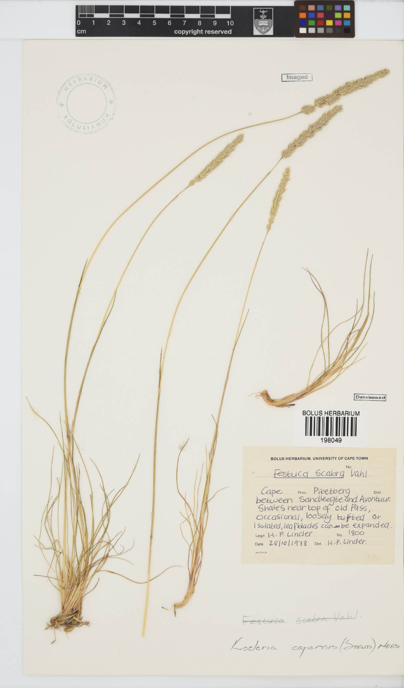 Koeleria capensis image