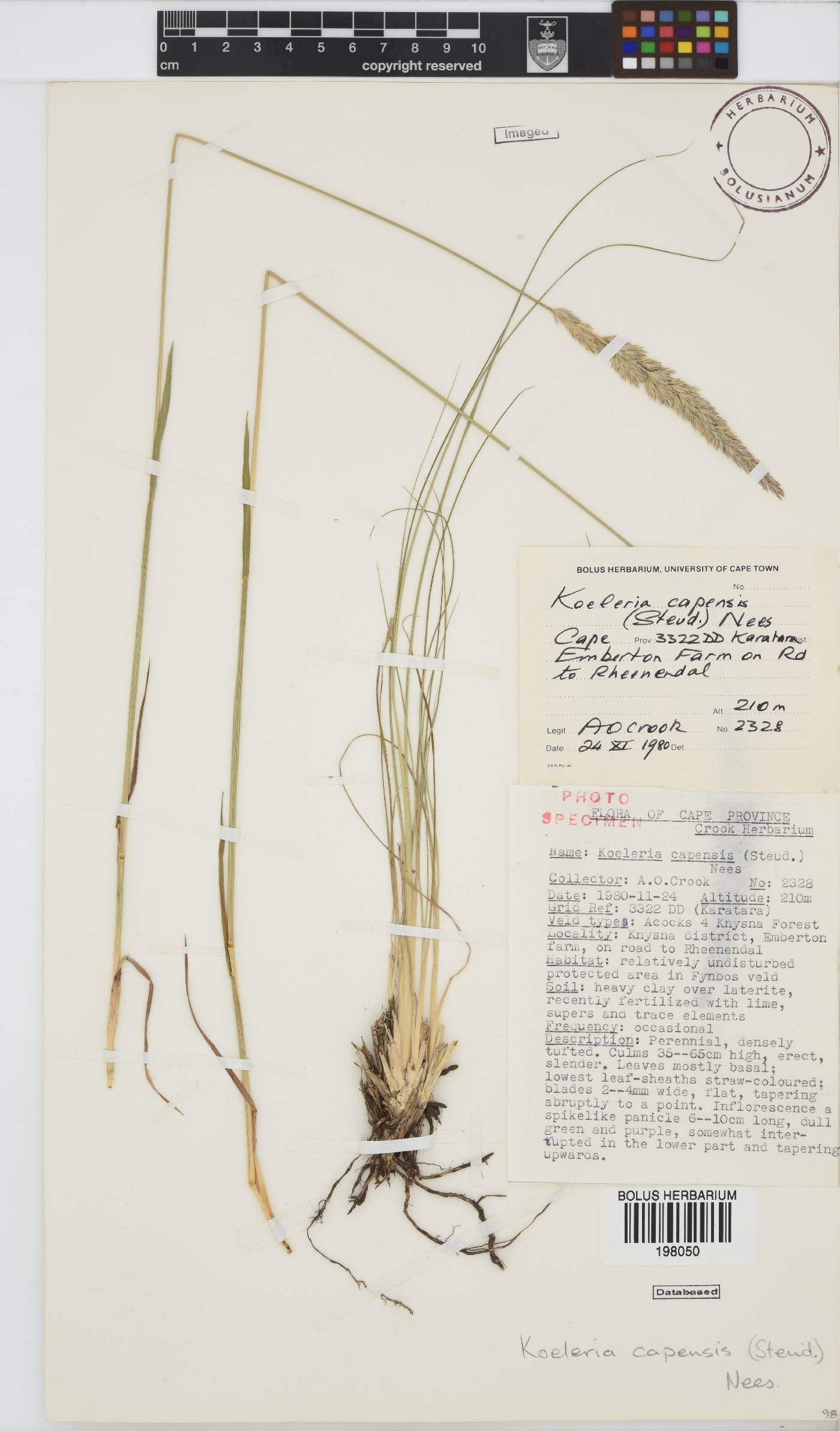 Koeleria capensis image