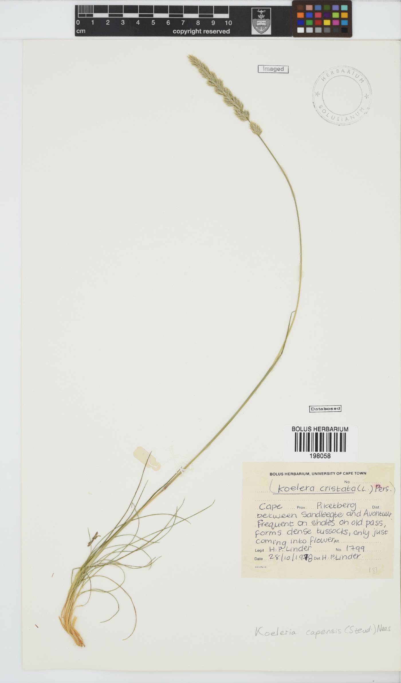Koeleria capensis image