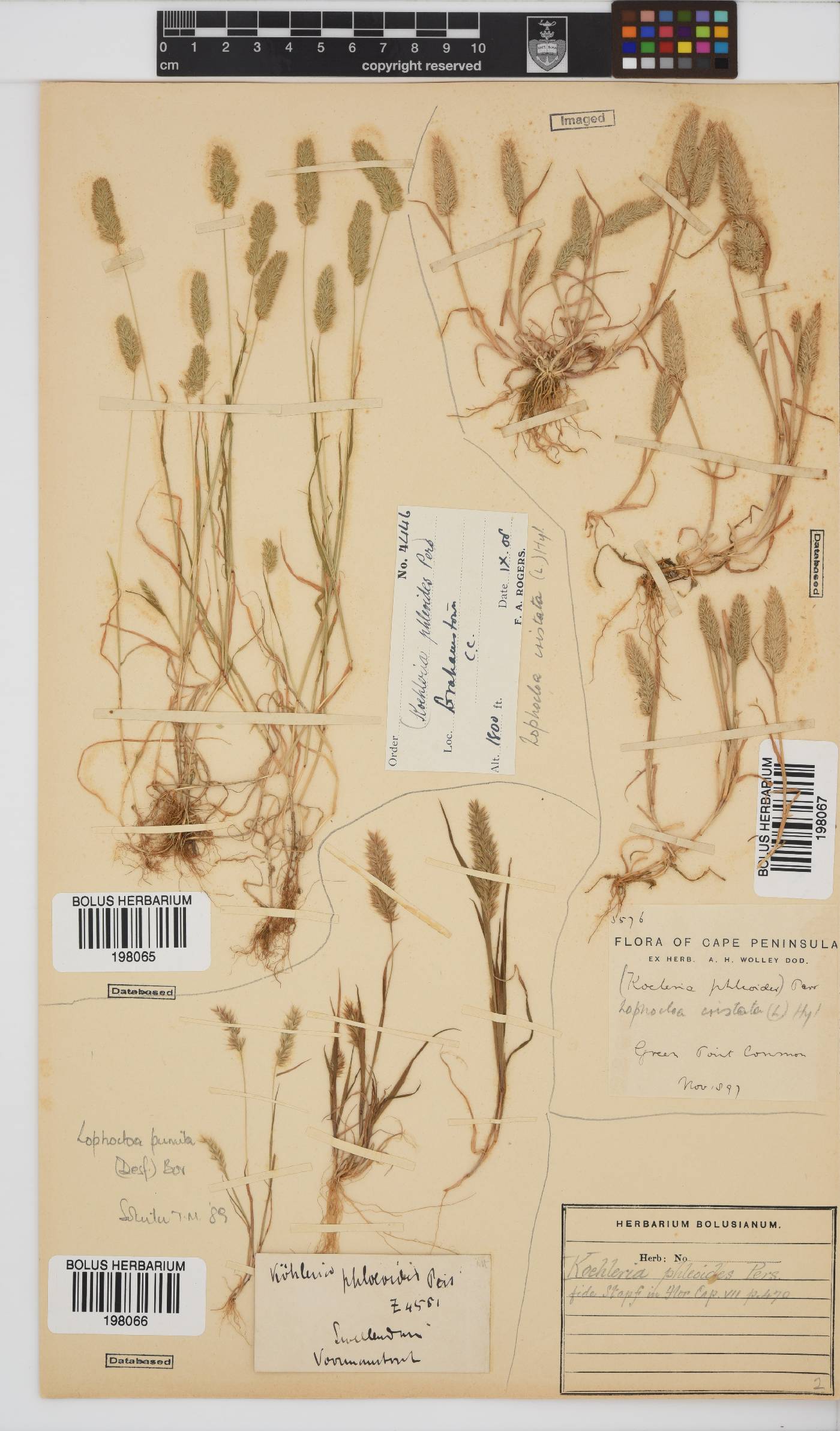 Lophochloa cristata image