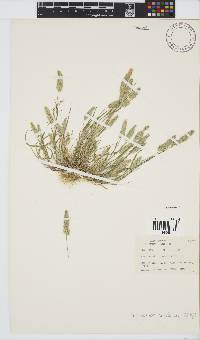 Lophochloa cristata image