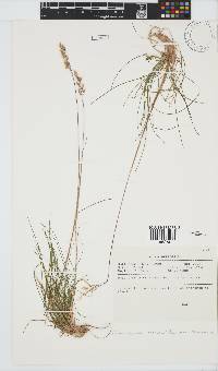 Image of Deschampsia flexuosa