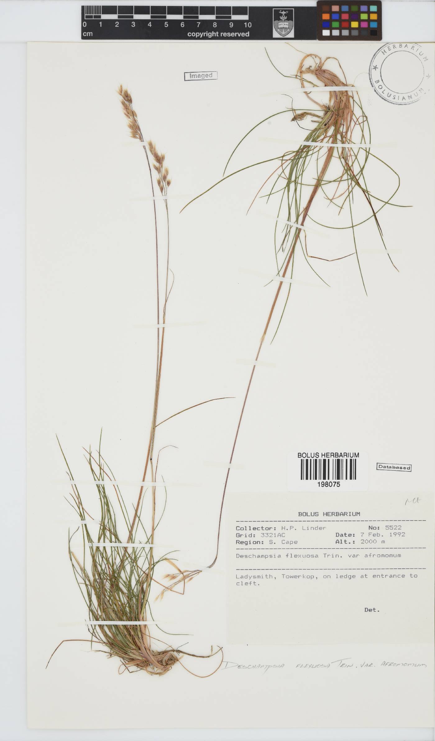 Deschampsia flexuosa image