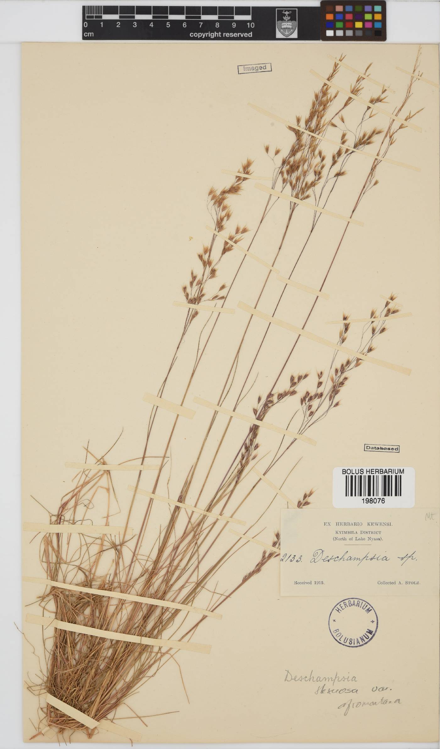 Deschampsia flexuosa image