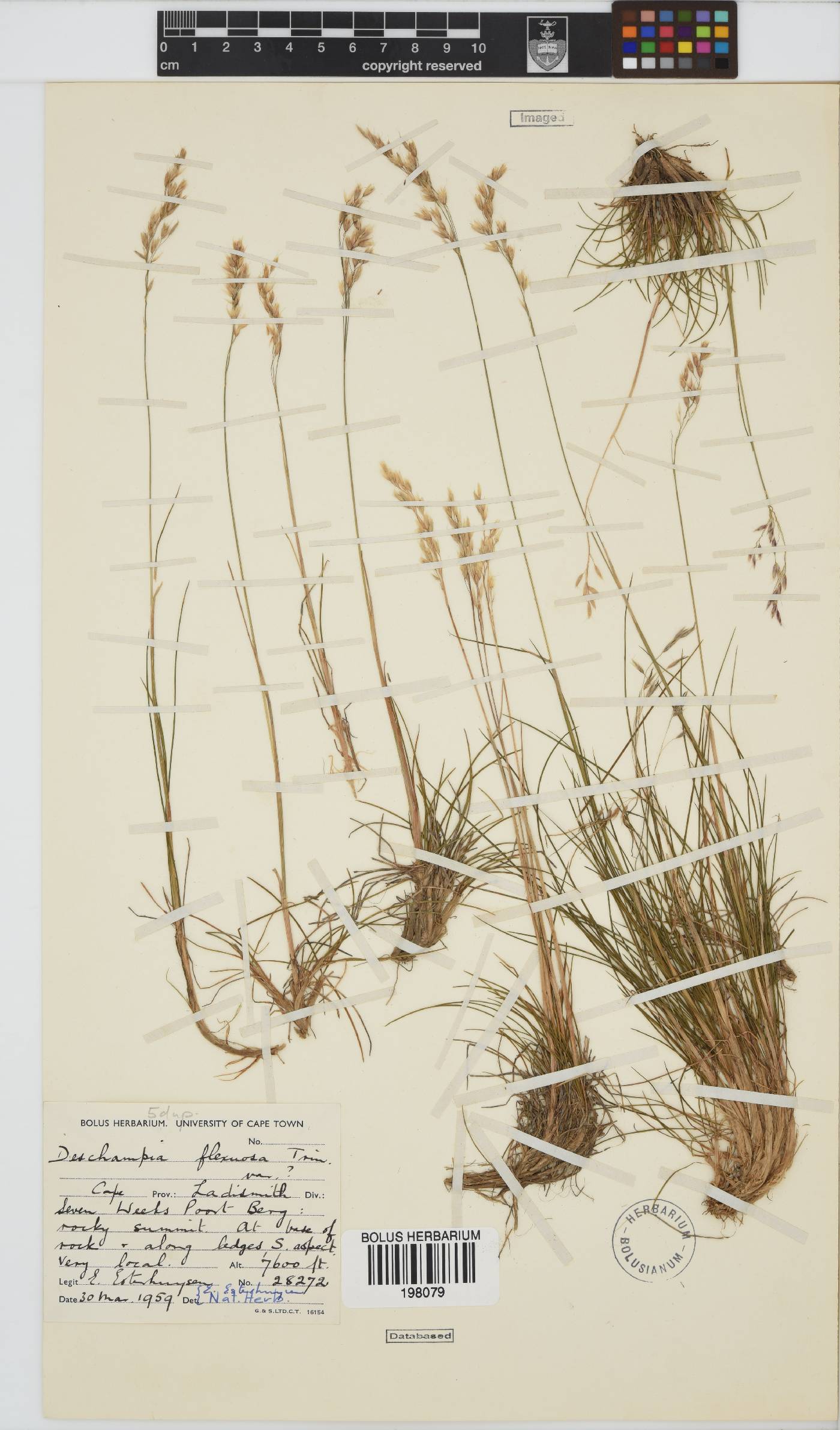 Deschampsia flexuosa image